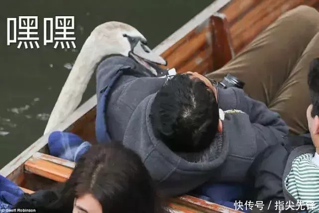 剑桥|剑桥“水怪”!揍人打狗未逢敌手?这么嚣张居然是女王给ta撑腰