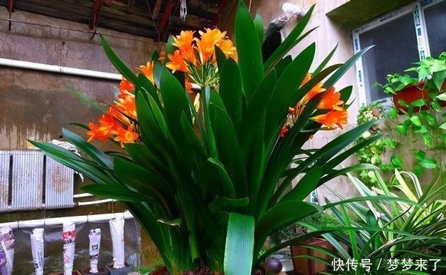  花箭|君子兰一个花箭“孤零零”？搞个小破坏，挤出壮观的“大群兰”