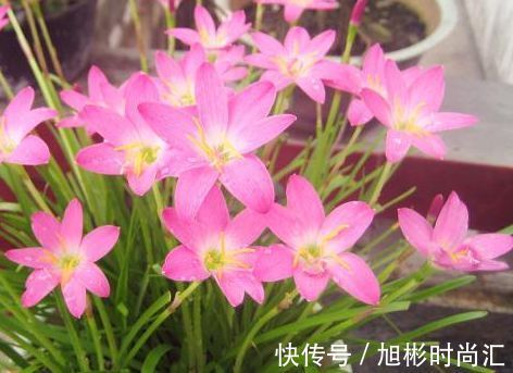 蝉兰|喜欢玫瑰就养盆宠爱小姐,花开浓艳,极为少见,堪称珍品