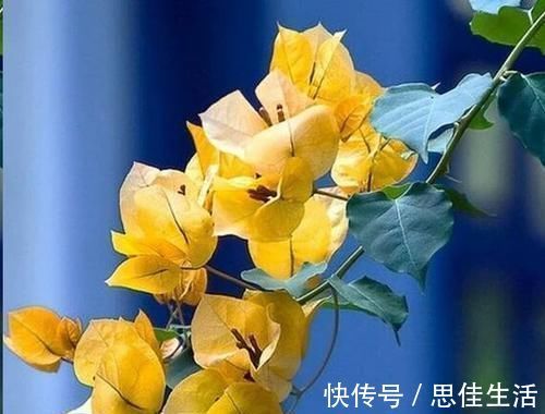 这10种花超级怕冷,再不搬进屋,小心只剩下盆了