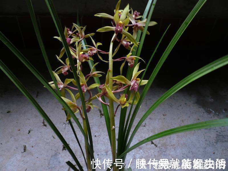 养好蕙兰“四要素”缺一不可,特别记住最后一点,买家没有卖家精