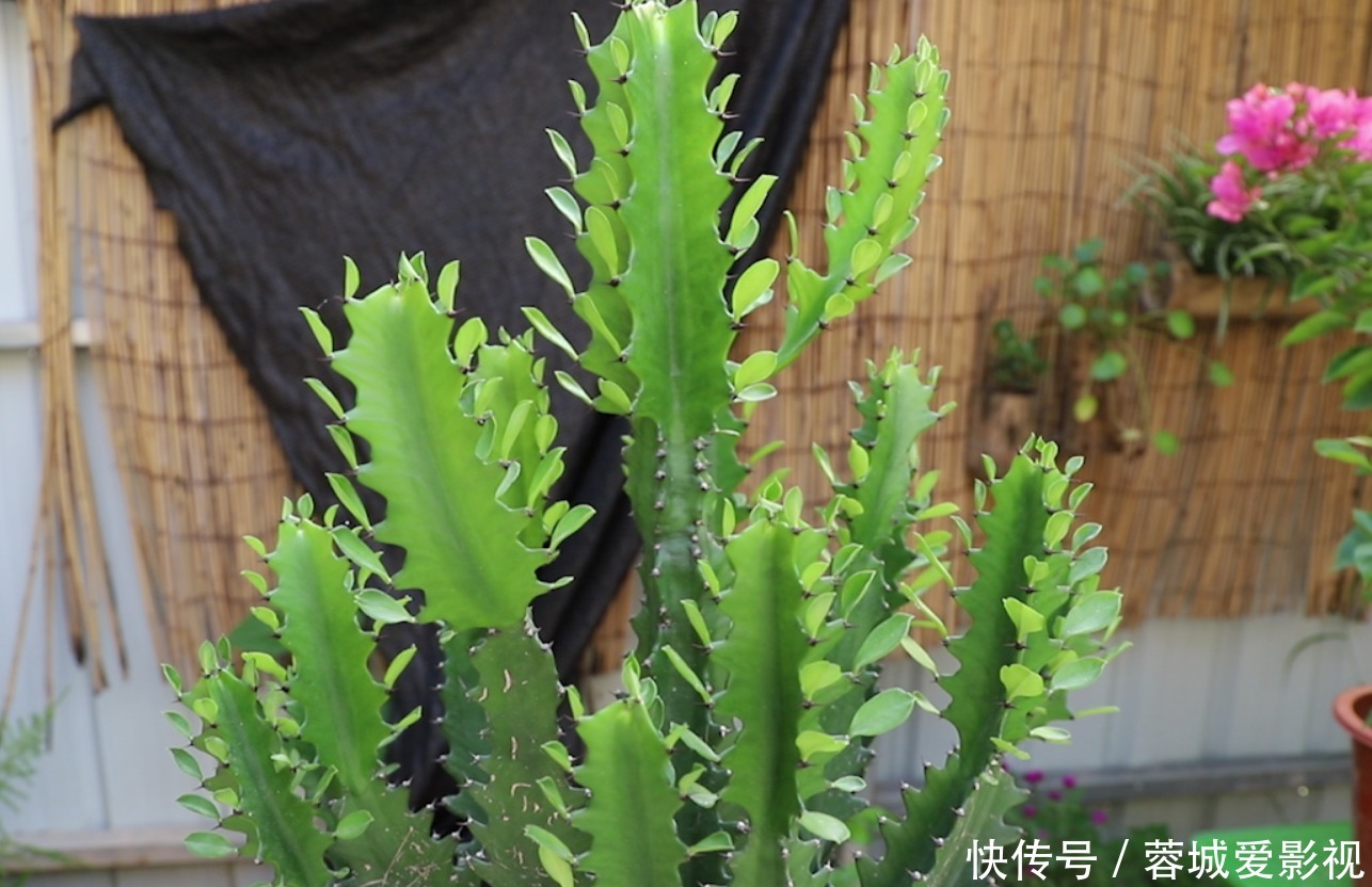 我们的家|客厅养花就选几种，枝叶繁茂，镇宅又好看