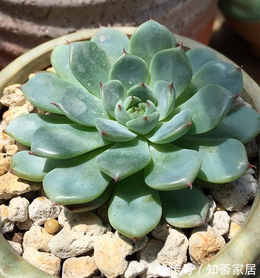 稍不注意多肉养成了大饼脸,三个方案全解决