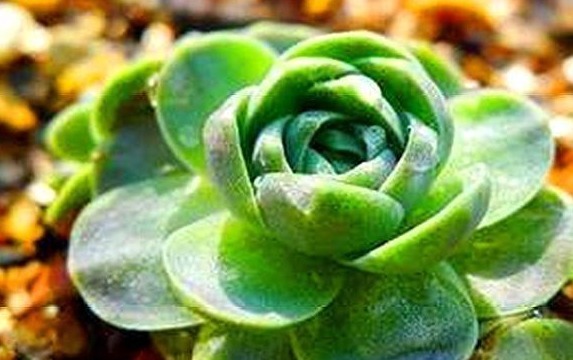 多肉子持养护莲华有诀窍，只要“4招”，颜色嫩绿，轻松爆盆