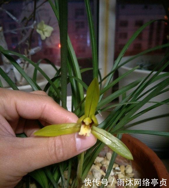 养分|兰花什么时候翻盆最好?翻盆用哪种植料?养兰攻略送给你