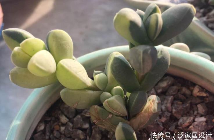 养护|多肉黄金鹿角海棠就是鹿角海棠锦,但假的特别多,分不清就会被坑