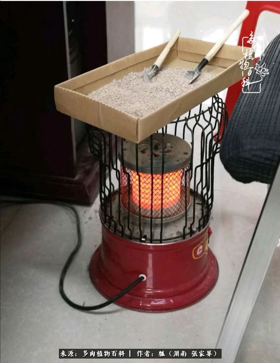 干货新手在多肉的选购、配土、上盆、养护环节走过的误区！