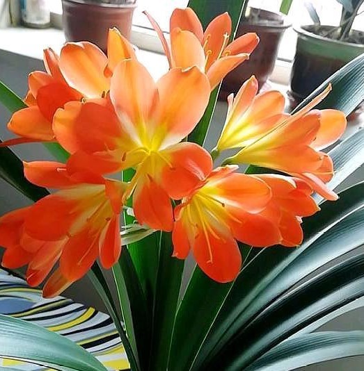 养君子兰，注意3个“要领”，一年开花2次，一盆开出十几朵！