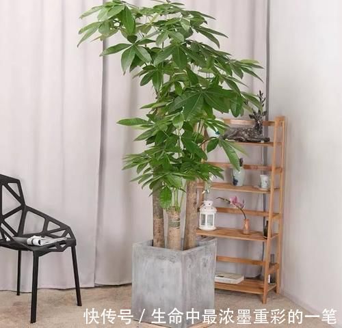 幸福树|年底养花,推荐安排4种“好运花”,寓意一级棒
