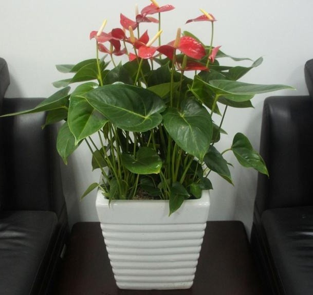 红掌黄叶不要慌,只需一步,叶子油亮如打蜡,花剑猛蹿开爆盆!