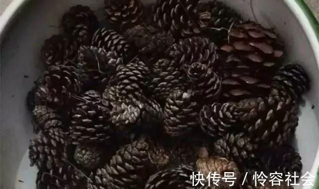 盆里扔2样东西,养花10年不烂根,叶子油光瓦亮,花苞挂满枝头