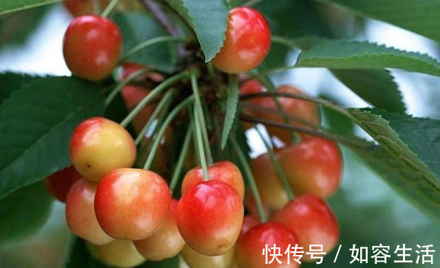 紫薯|女性想要皮肤好,不妨常吃3种食物,养颜补血,延缓衰老