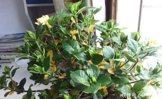想要养好栀子花,做对一件事,叶子再不黄,还能多开花