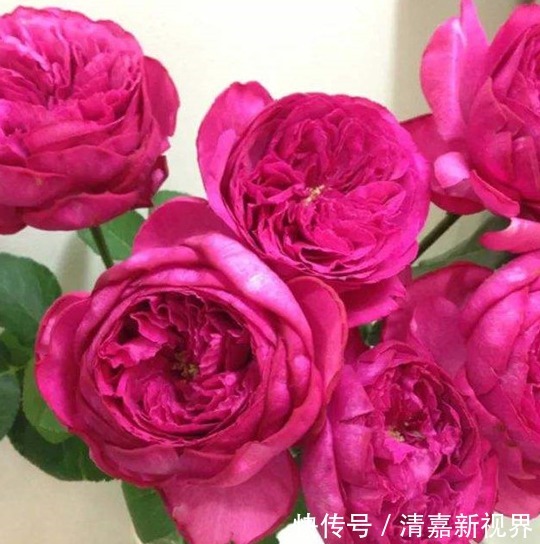 喜欢菊花,不如养盆“月季珍品”伊芙红宝石,闪耀明亮,香味浓郁