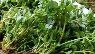 野菜|这类野菜是长寿老人的法宝,多吃清热解暑,降血压,保护心脏!