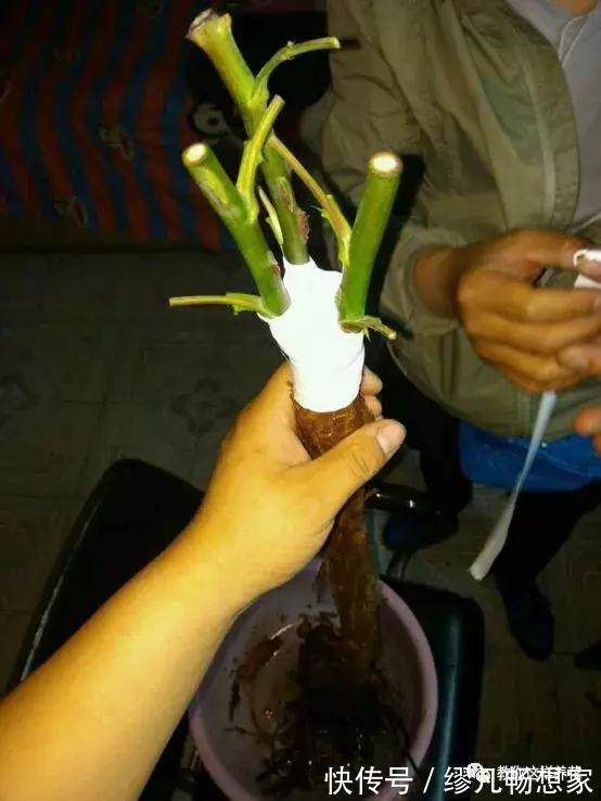 月季养成树,开花一团团,轻松开成大花球,阳台也能养得好!