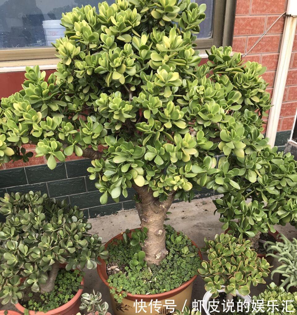 植物|7种“懒人花”,漂亮又好养,客厅养一盆,大气吉祥,养人又旺家