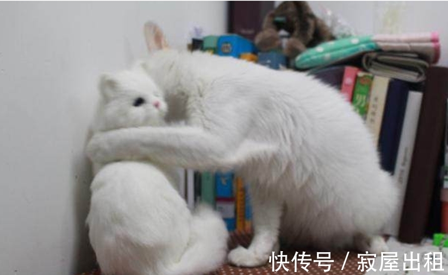 猫看见人就叫没人不叫