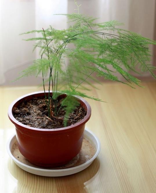 发黄|养好文竹,有3点很重要,叶子清新翠绿,枝叶繁茂