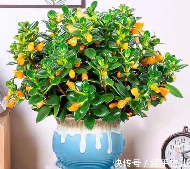 吊兰|早春养金鱼吊兰,做好这5件事,枝头开满“小金鱼”,好看又吉祥