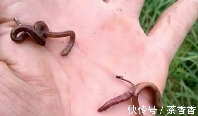 想要野钓鲫鱼连杆给口,这几种鲫鱼爱吃的饵料,就不得不认识一下