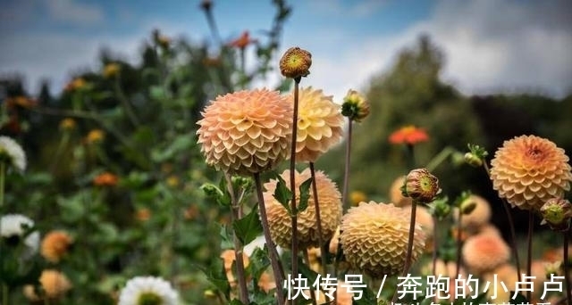 狮子座|2月份，桃花盛开！4大星座被姻缘缠绕，将偶遇真爱，甜蜜在即