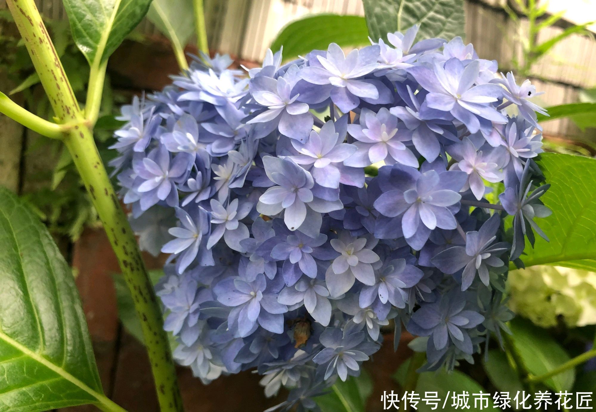 保湿|绣球花盆栽为什么晒一个小时就脱水?养绣球养出了坏脾气