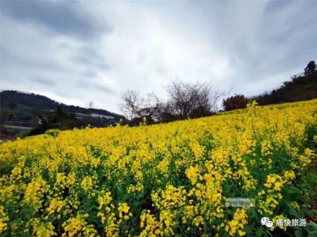 内自边界行——漫步威远河畔的油菜花田