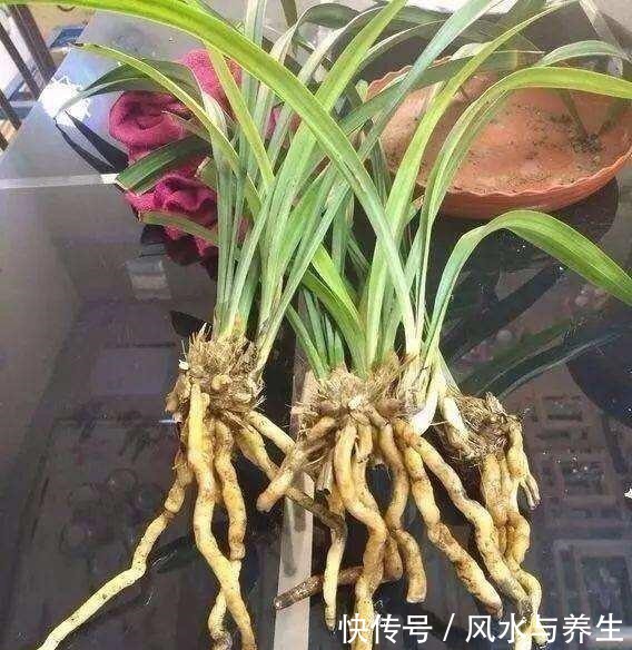 养兰花,用1个“简单方法”繁殖,一盆变3盆,盆盆开花爆盆!