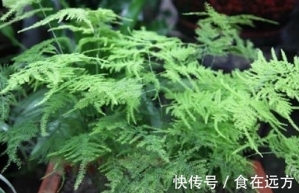 刚买的文竹,一个月后枝繁叶茂,价值翻了好几倍