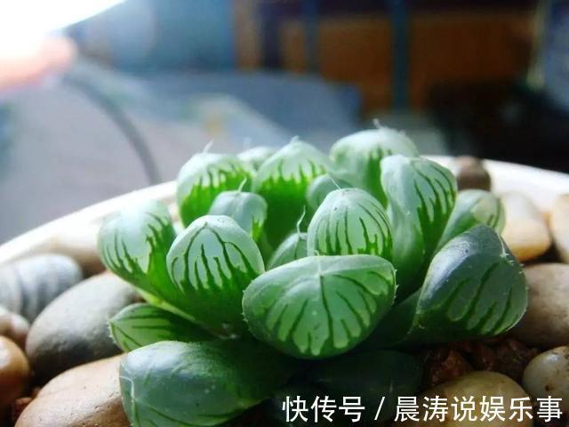 大和锦|多肉长残的照片,看一次笑一次,根治各种抑郁