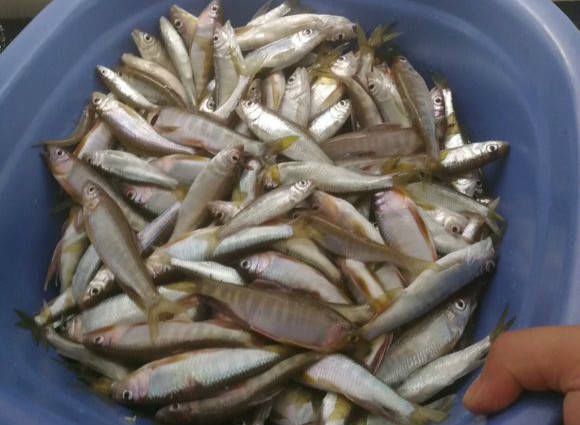 蓝鲫|最近家门口的溪流里面马口鱼泛滥,三个小时就钓了一盆子