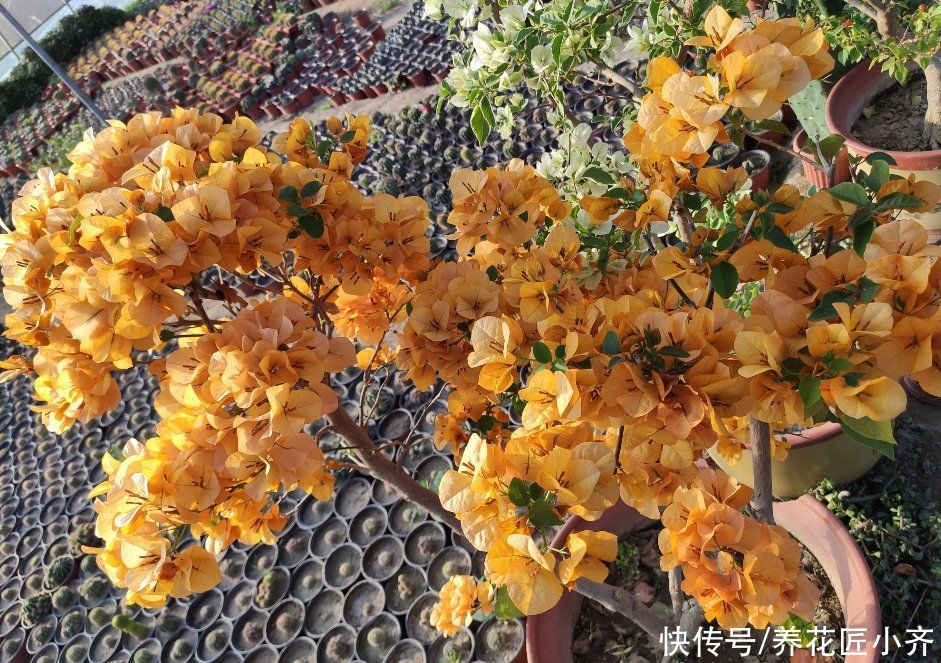 分化|三角梅开花诀窍，学会“二选三足”，只要温度不低，就能全年开花