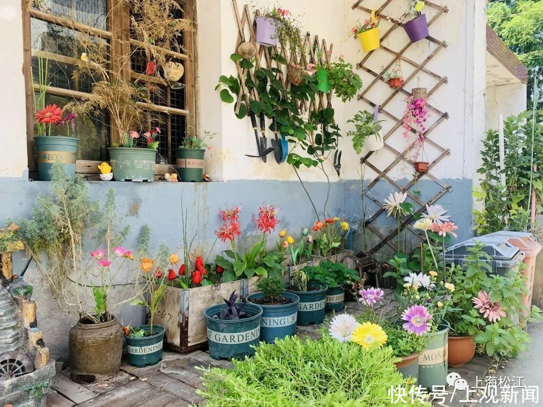 院子|这样的小院，谁不爱？