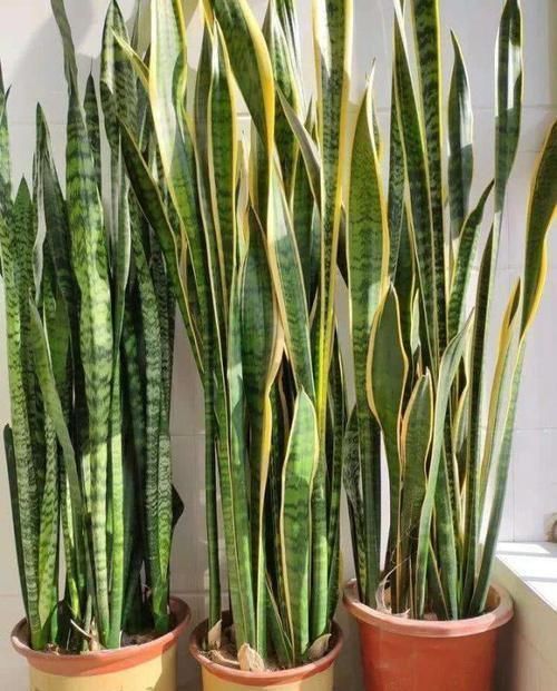 卧室、客厅必养的5种花,甲醛少、空气好,家人身体倍儿健康