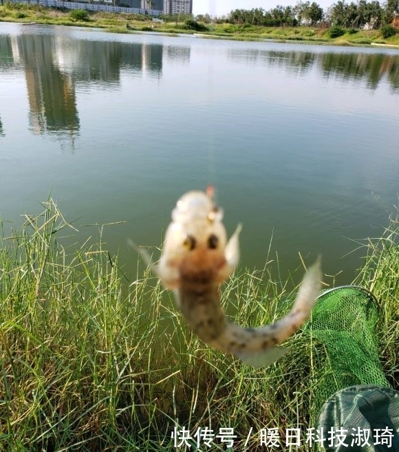 钓友|河道钓鱼却被“趴地虎”搞得心态爆炸?钓鱼人:这是四大害鱼之首