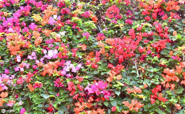 三角梅“老树桩”，嫁接注意4点，易成活，开出“五颜六色”花