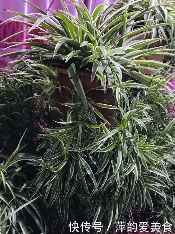 路边捡点它,开水一烫扔盆里,养花10年不烂根!