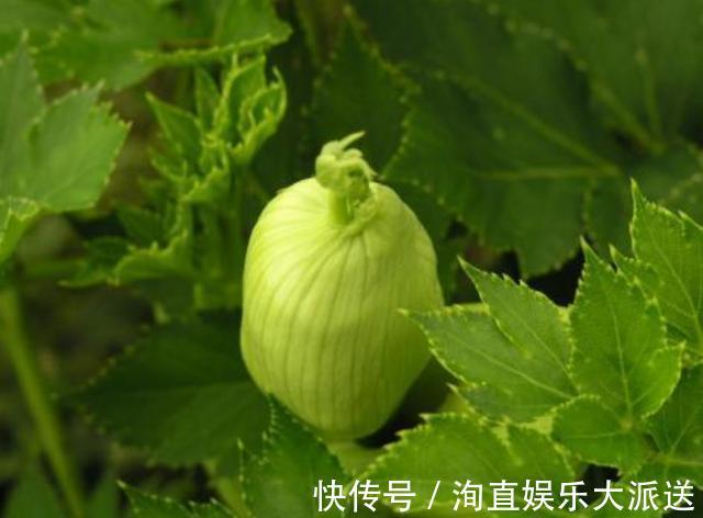 有心人|农村的野草，长在农田里没有人认识，有心人摘下来卖出高价