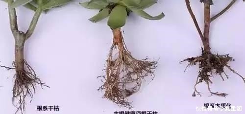 根系|刚买的多肉植物怎么养才不会死, 老花友给新手的8个建议！