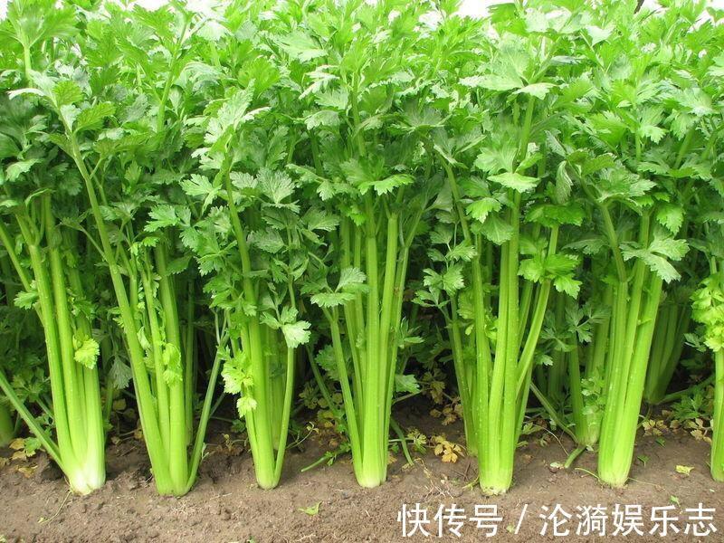 润肠通|聪明人最爱吃的4种食物,每天吃一些,排毒养颜,补血养气!