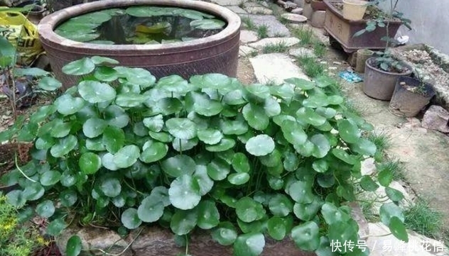 喂猪的东西,用来养花,花开起来迷死人!