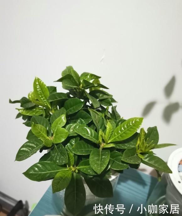  植物|油烟机里的废油是宝贝，兑水浇花，效果很好，观叶植物都可以用