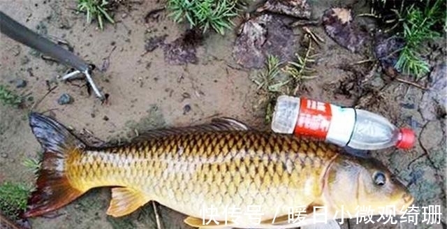 硬道理|七星漂的调漂技巧:差不多就行,不拘小节,毕竟上鱼上钩是硬道理