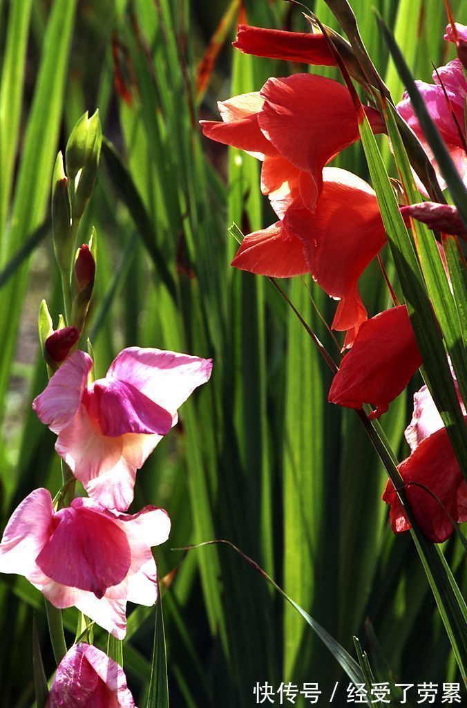 此花是一种高尚的花,所代表的是长寿和健康,是寓意吉祥的花