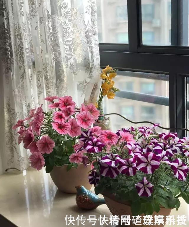 两个孩子的妈妈,利用空闲时间,在露台打造出一片花的海洋