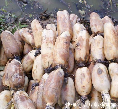 山药|入秋后,这4种“白色食物”要多吃,营养美味又滋补,好吃不贵!