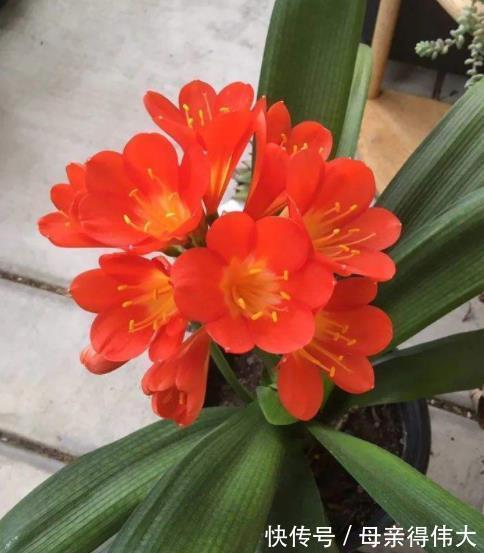 君子兰夹箭不开花?教你几个小妙招,轻松解决顺利开爆花