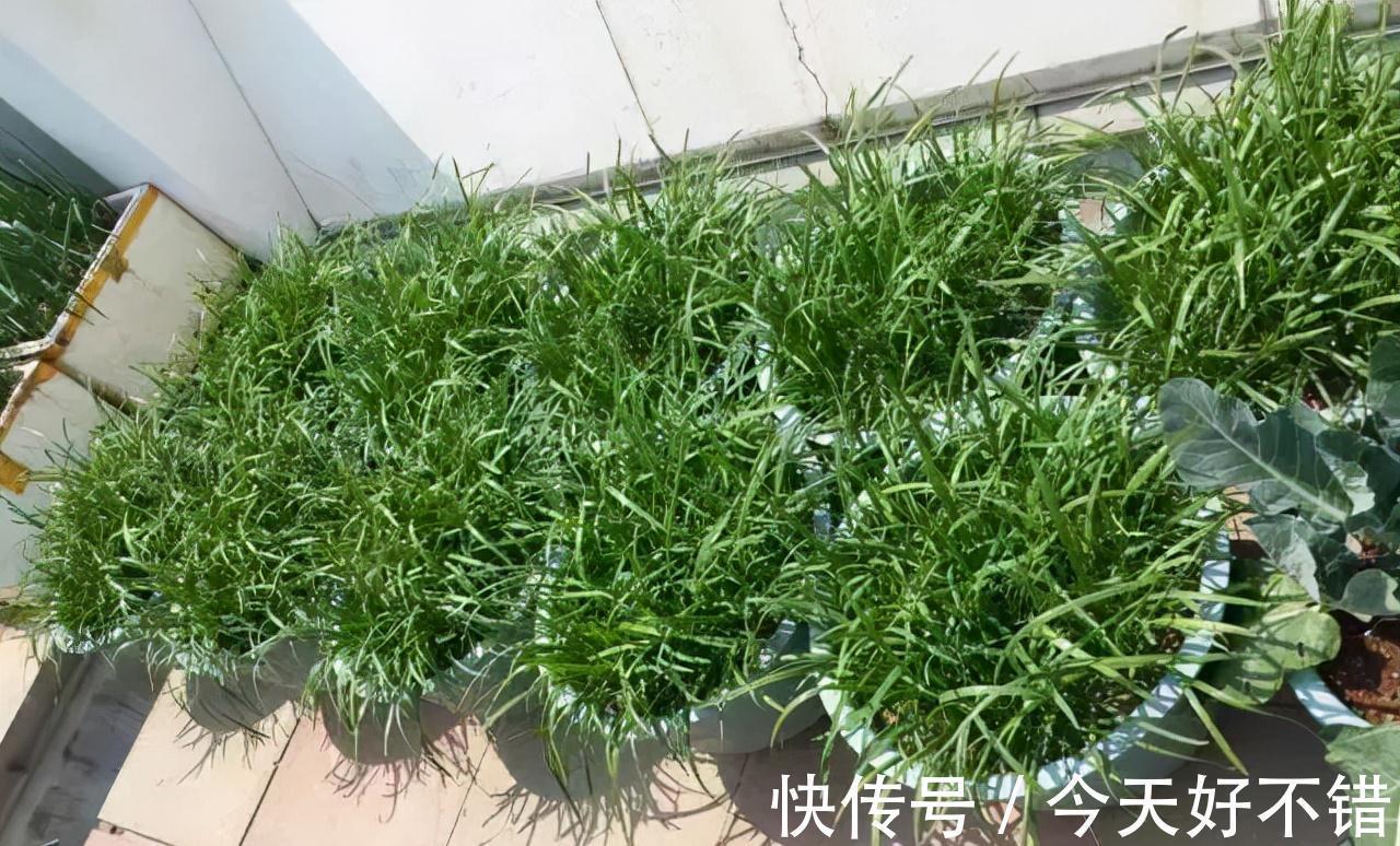 肥料|花盆种韭菜,学会1个小绝招,5天割一茬吃都吃不完
