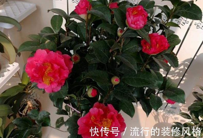 植株|忘了绿萝吊兰吧,此花皮实好养,一开就是200多天,值得拥有